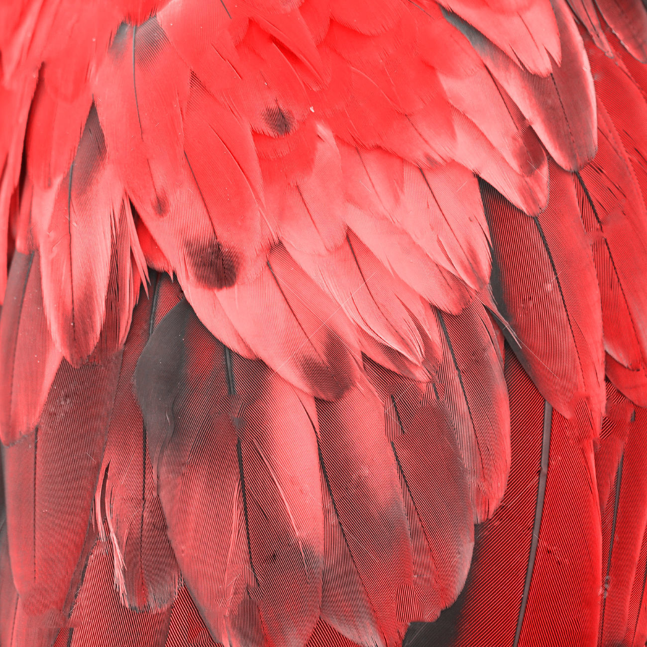 Macaw flying 3D model_23