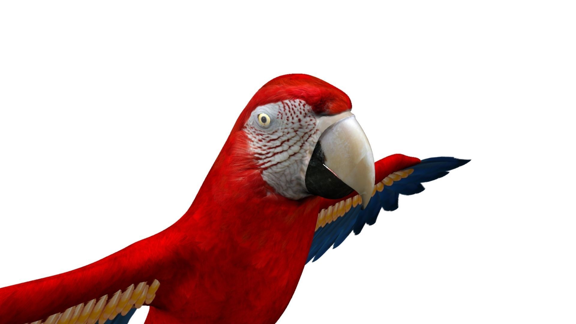 Macaw flying 3D model_11