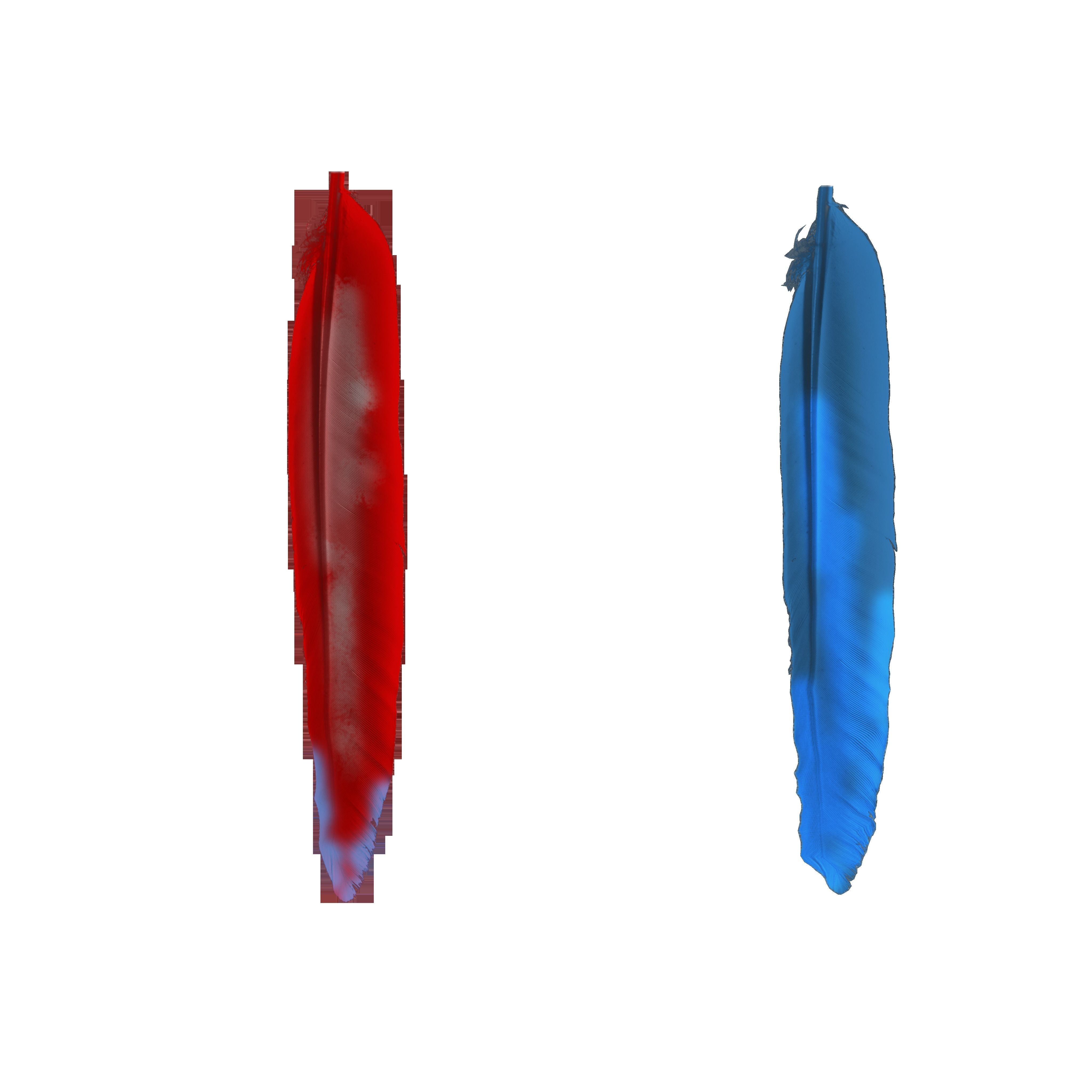 Macaw flying 3D model_33