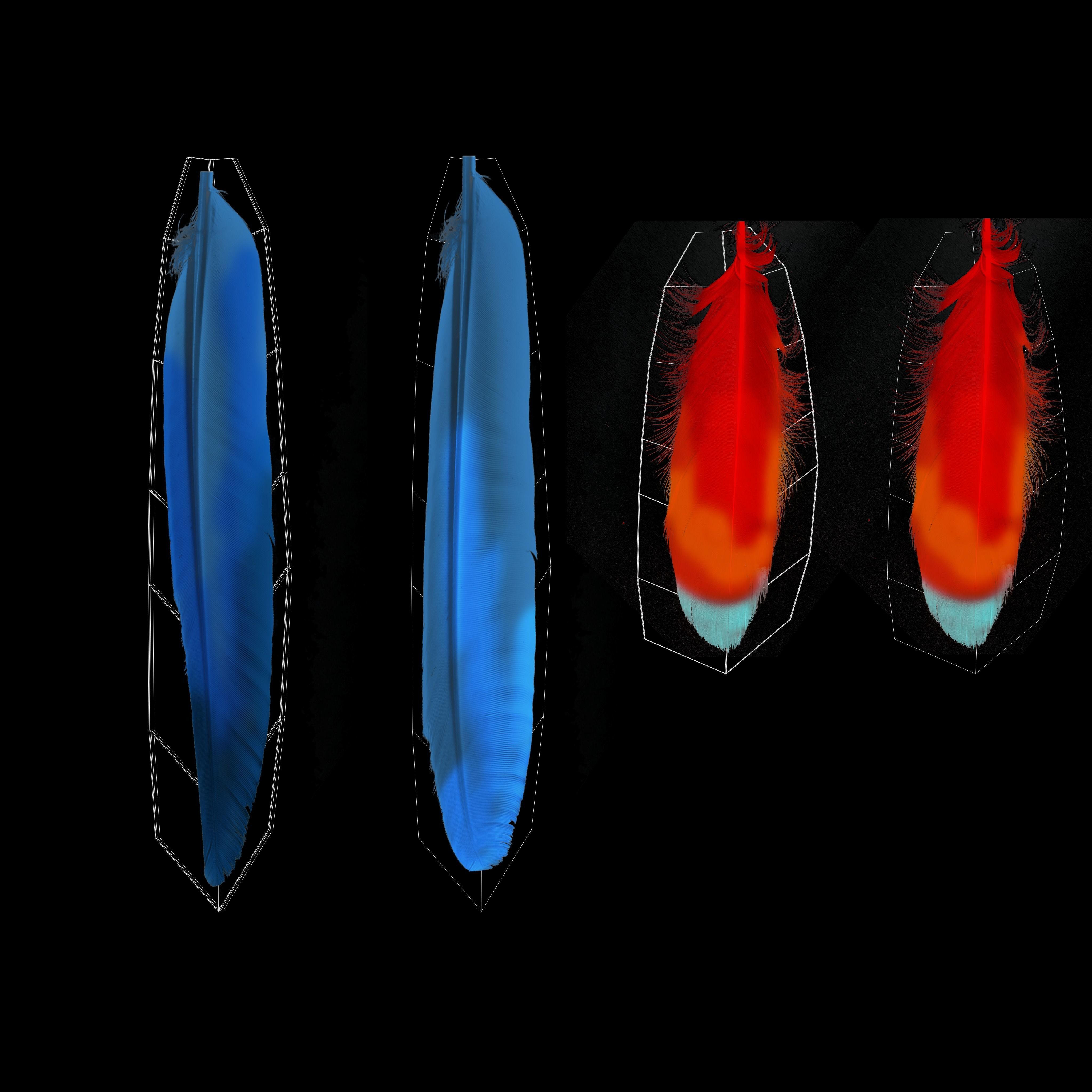 Macaw flying 3D model_35