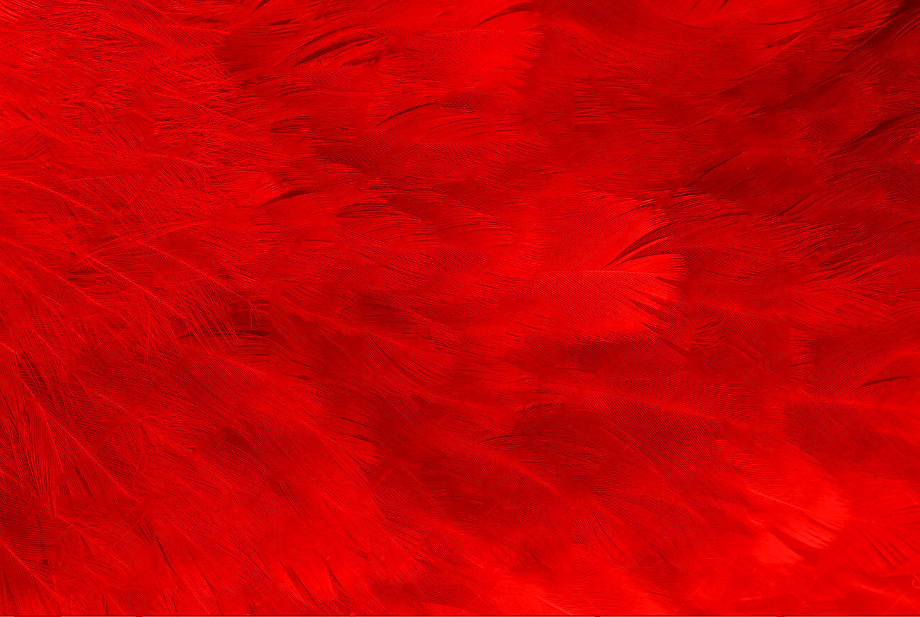 Macaw flying 3D model_29