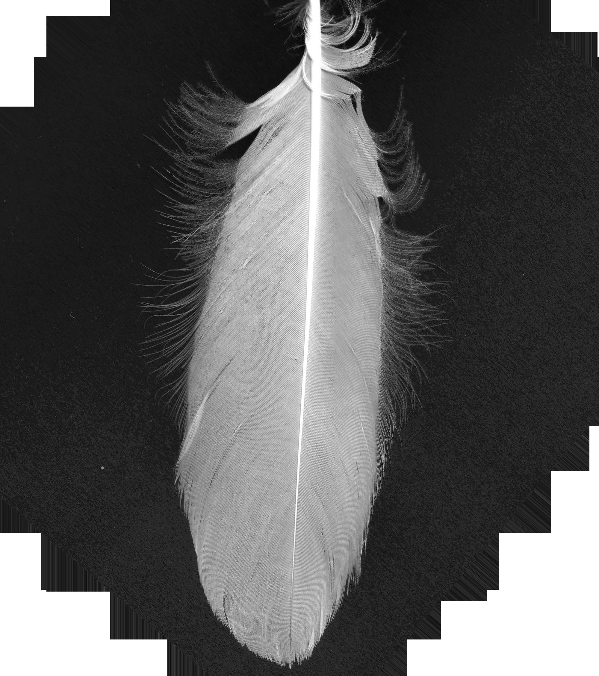 Macaw flying 3D model_34