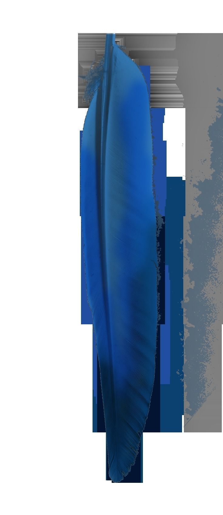 Macaw flying 3D model_32