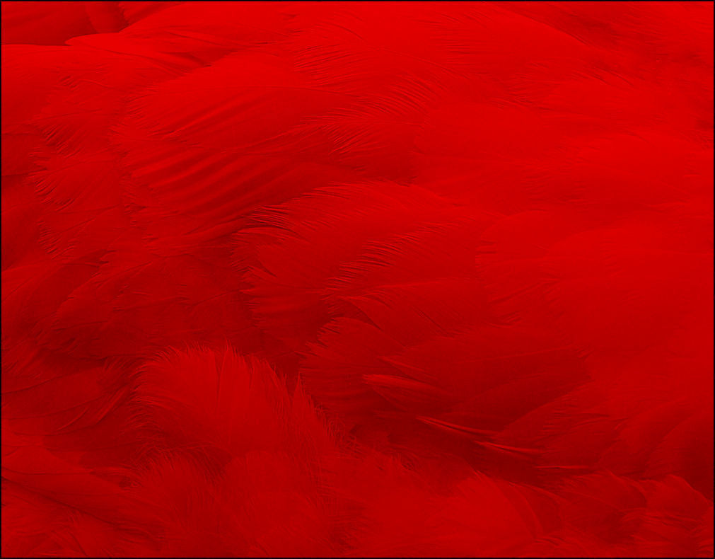 Macaw flying 3D model_24