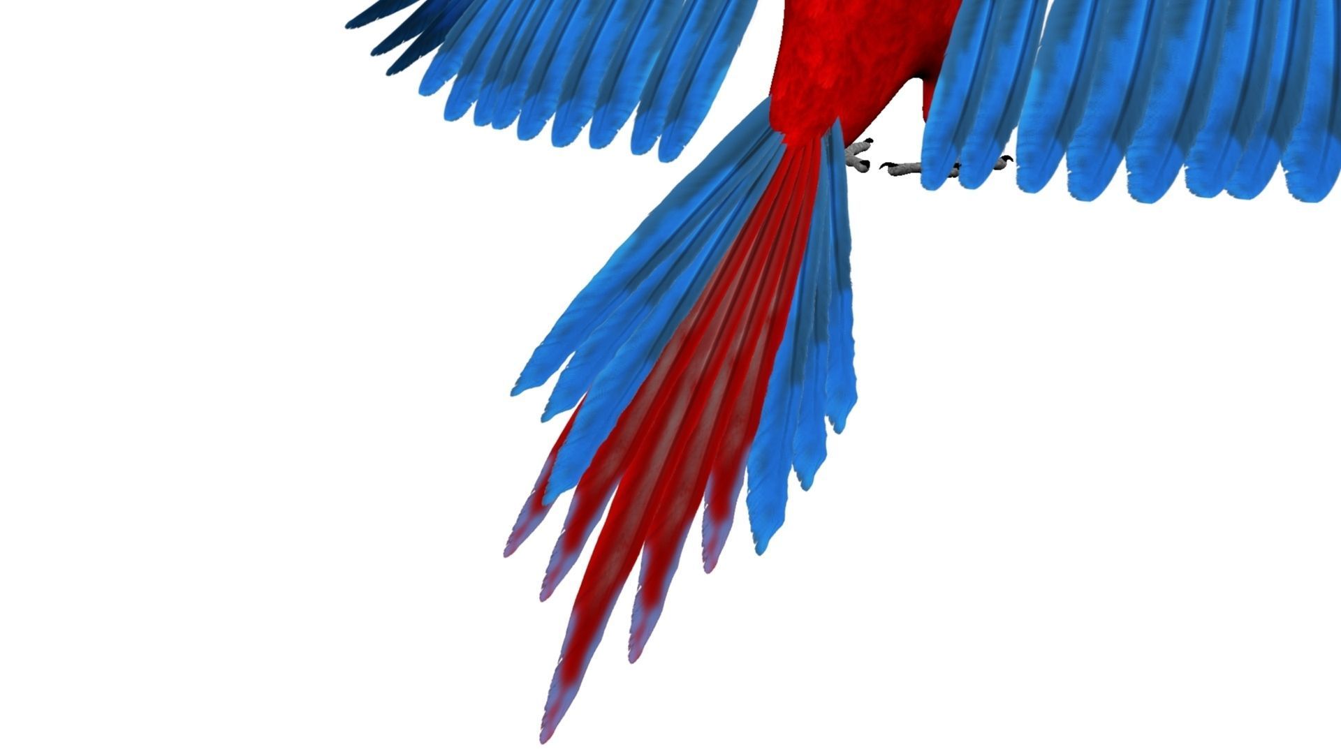 Macaw flying 3D model_12