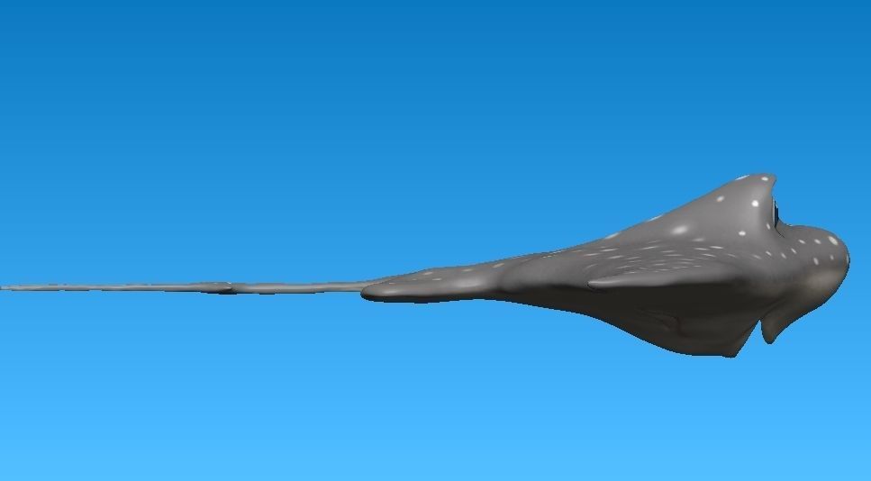 cartoon manta ray Low-poly 3D model_15