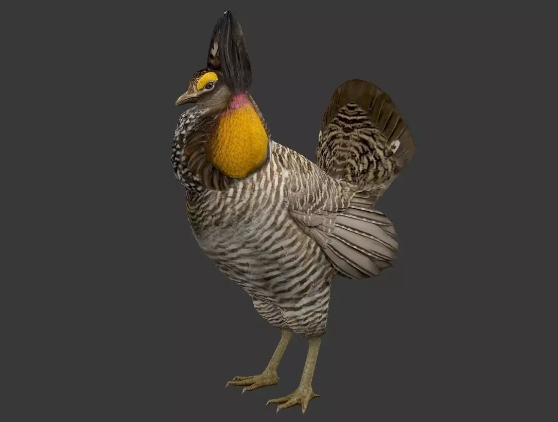 Tympanuchus cupido Low-poly 3D model_0