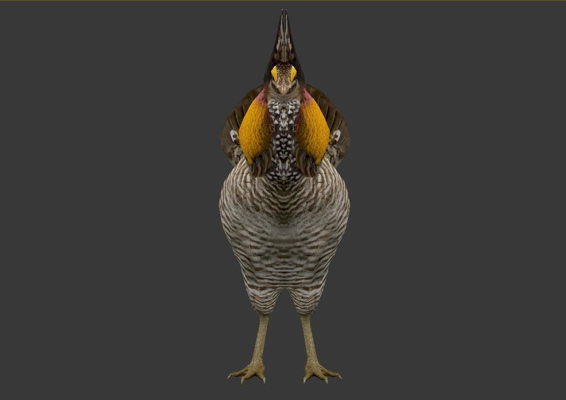 Tympanuchus cupido Low-poly 3D model_1