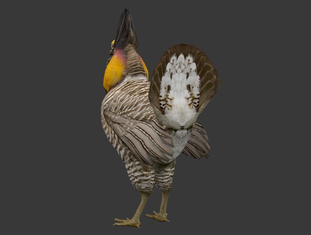 Tympanuchus cupido Low-poly 3D model_5