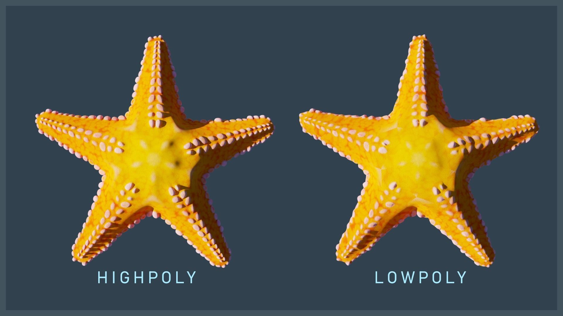 Starfish Variety Pack 1 Low-poly 3D model_4