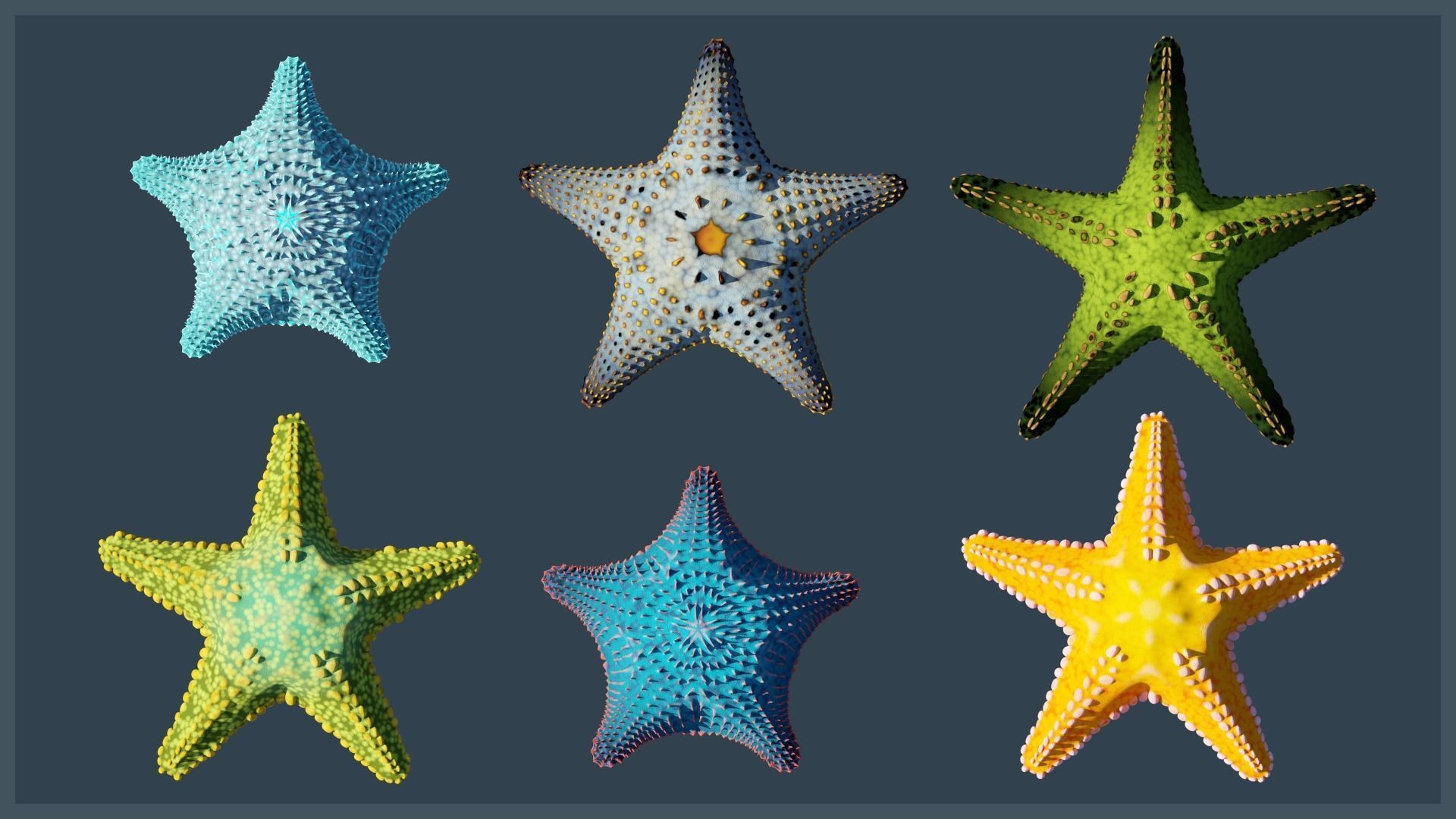 Starfish Variety Pack 1 Low-poly 3D model_3