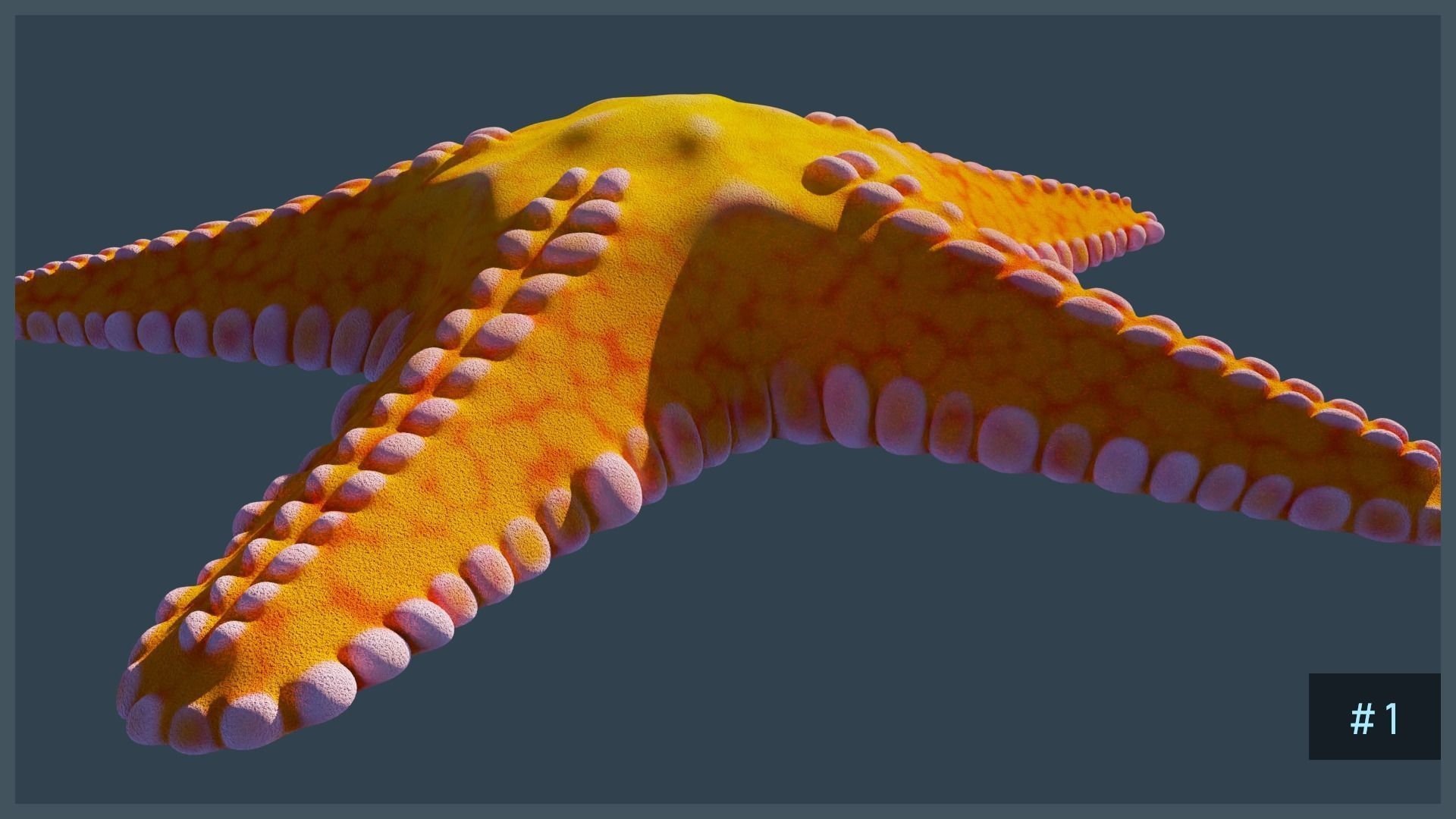Starfish Variety Pack 1 Low-poly 3D model_7