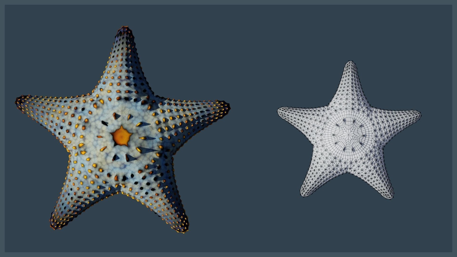 Starfish Variety Pack 1 Low-poly 3D model_14