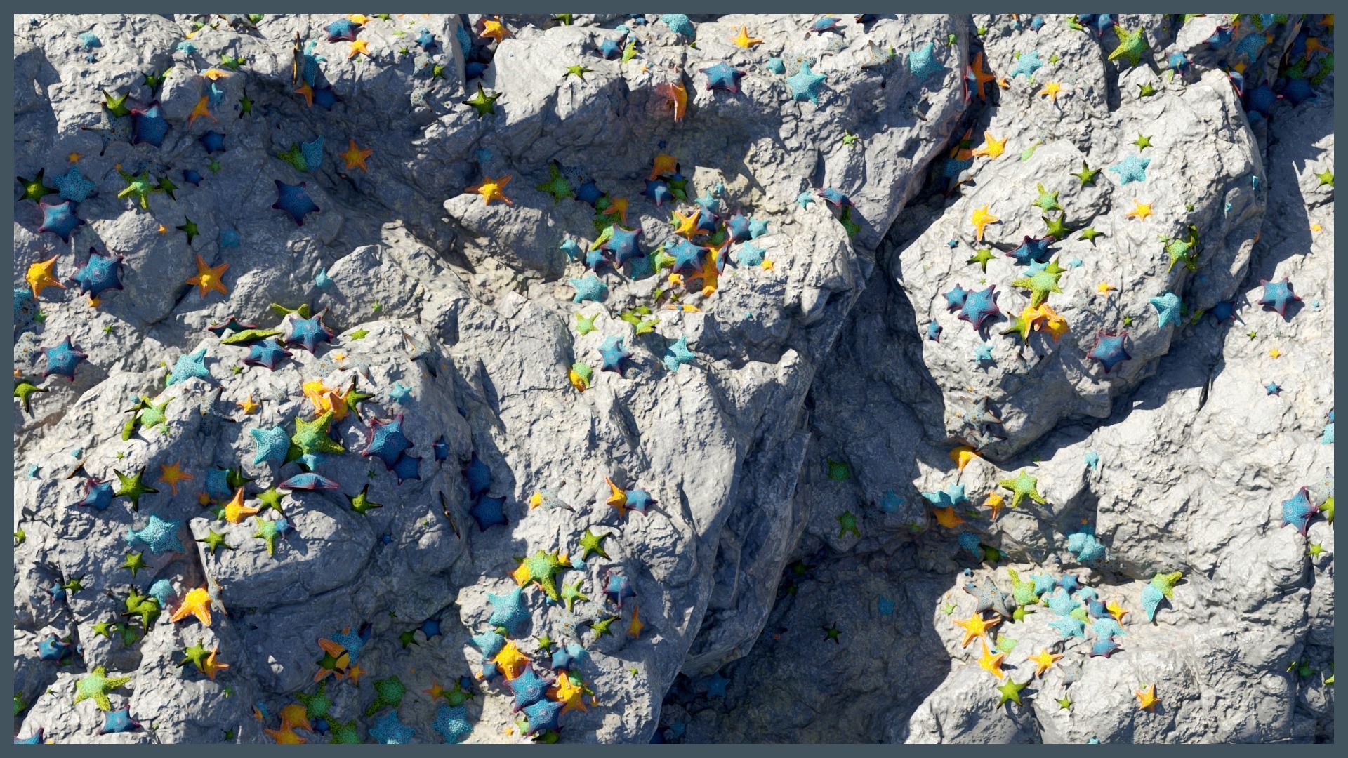 Starfish Variety Pack 1 Low-poly 3D model_2