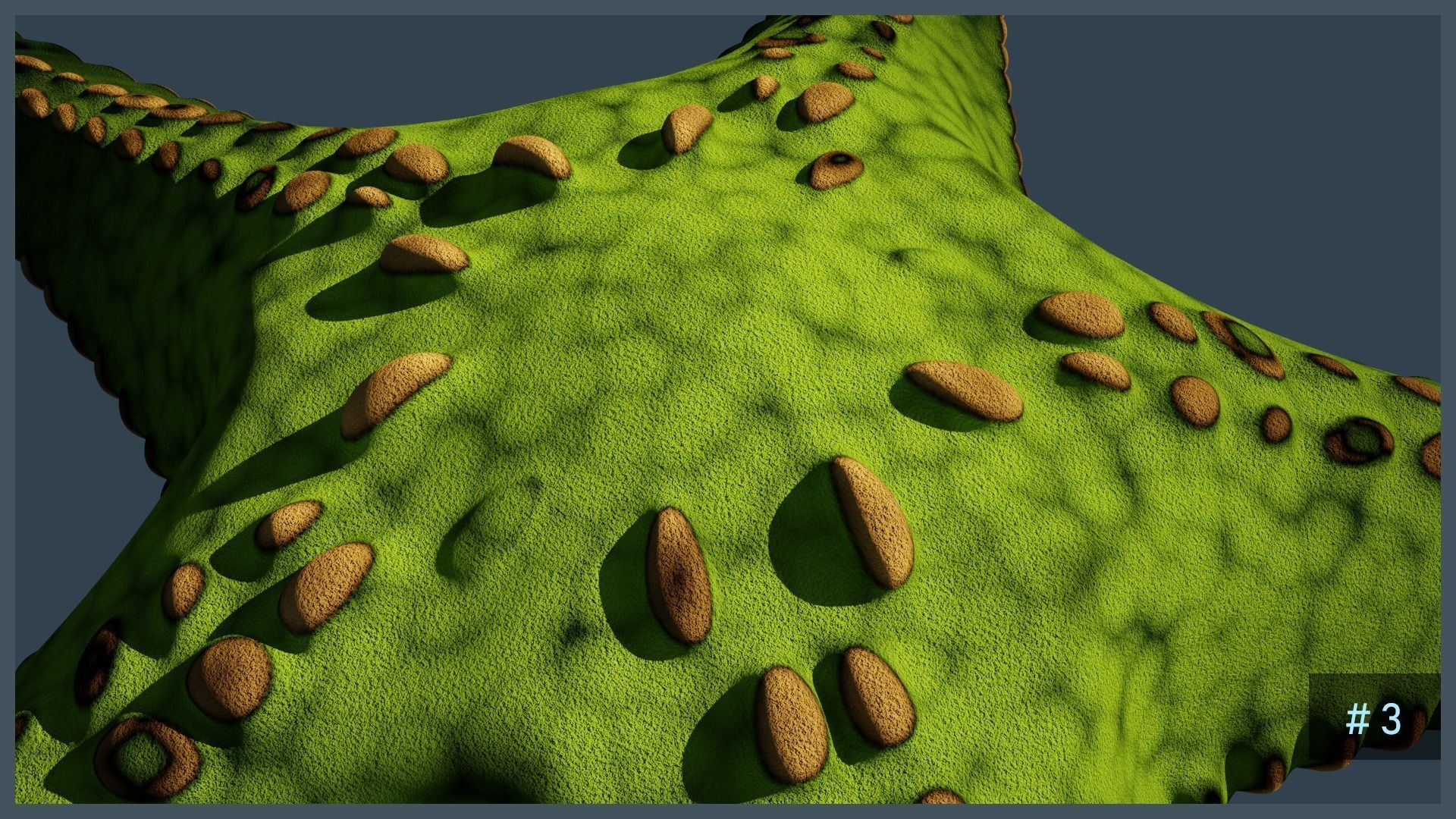 Starfish Variety Pack 1 Low-poly 3D model_9