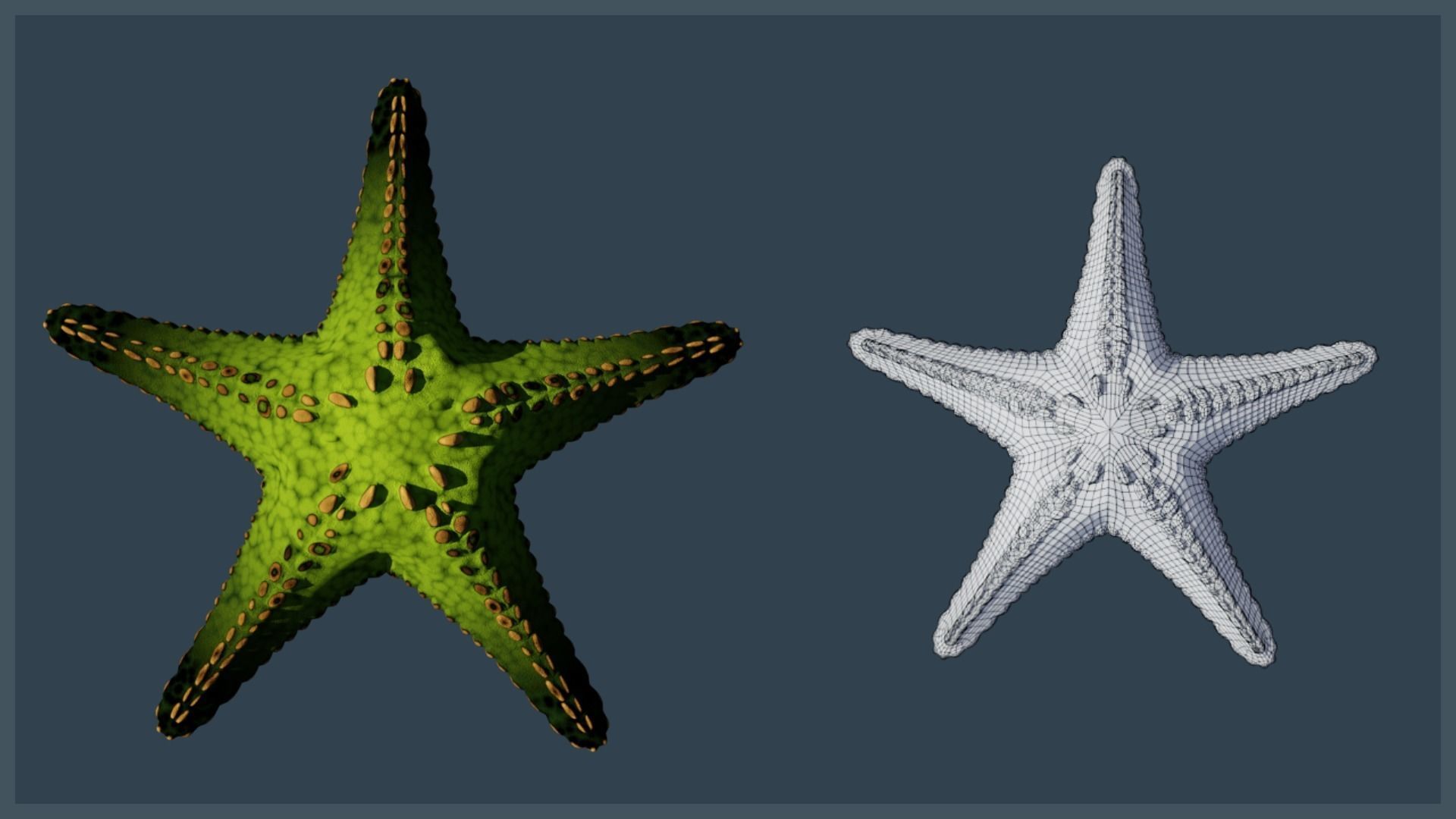 Starfish Variety Pack 1 Low-poly 3D model_13