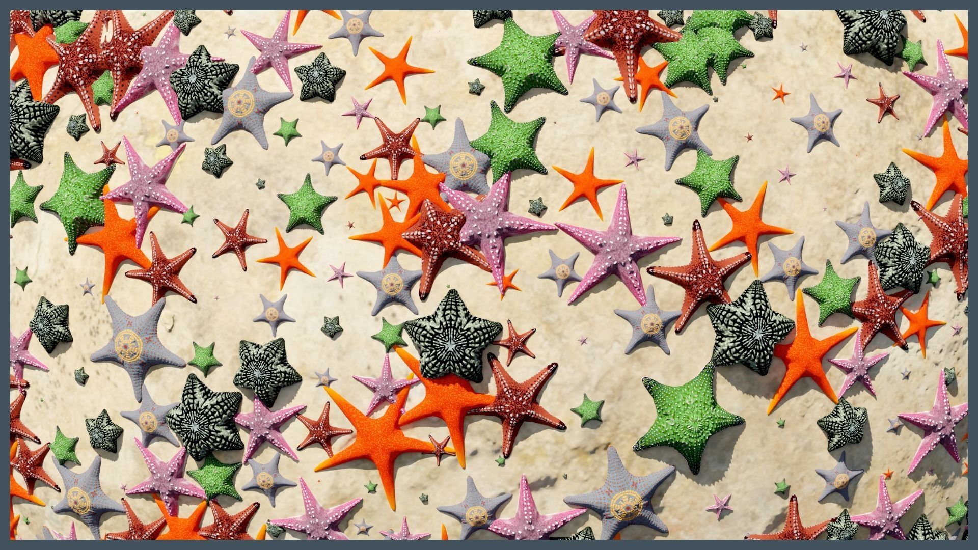 Starfish Mega Pack Low-poly 3D model_5