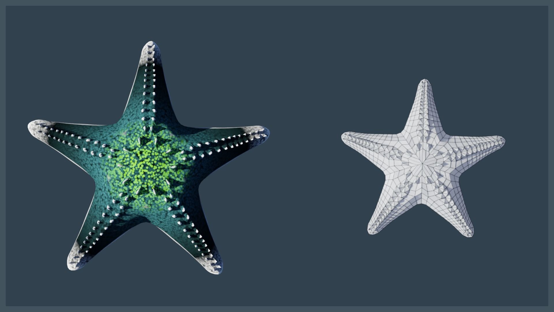 Starfish Mega Pack Low-poly 3D model_23