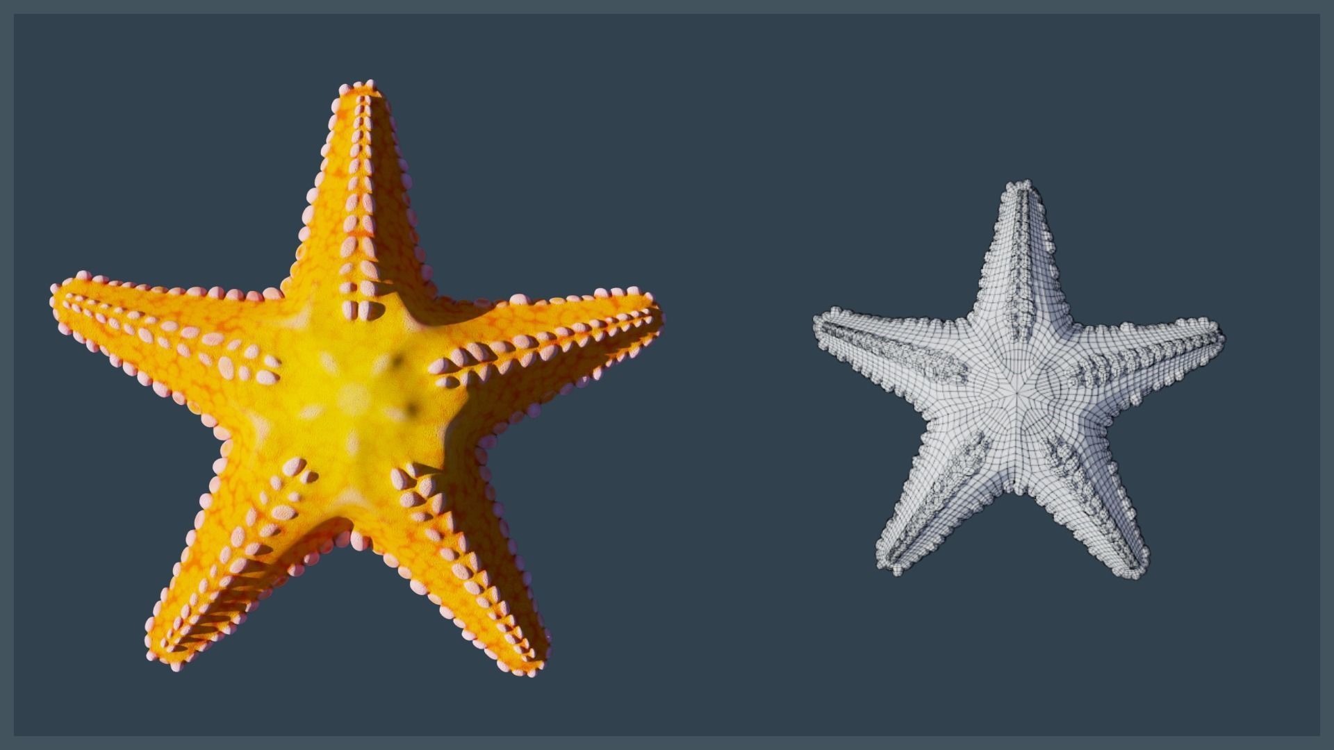 Starfish Mega Pack Low-poly 3D model_17