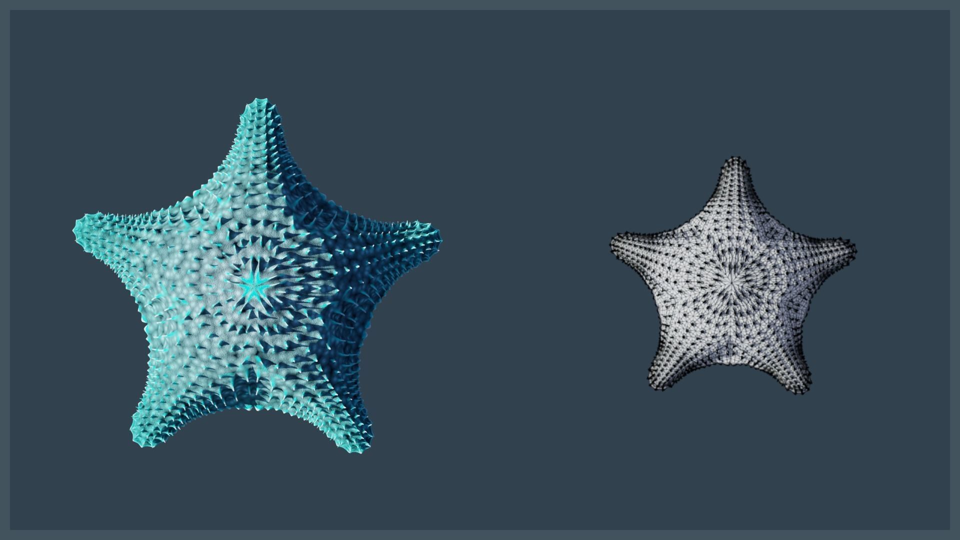 Starfish Mega Pack Low-poly 3D model_21