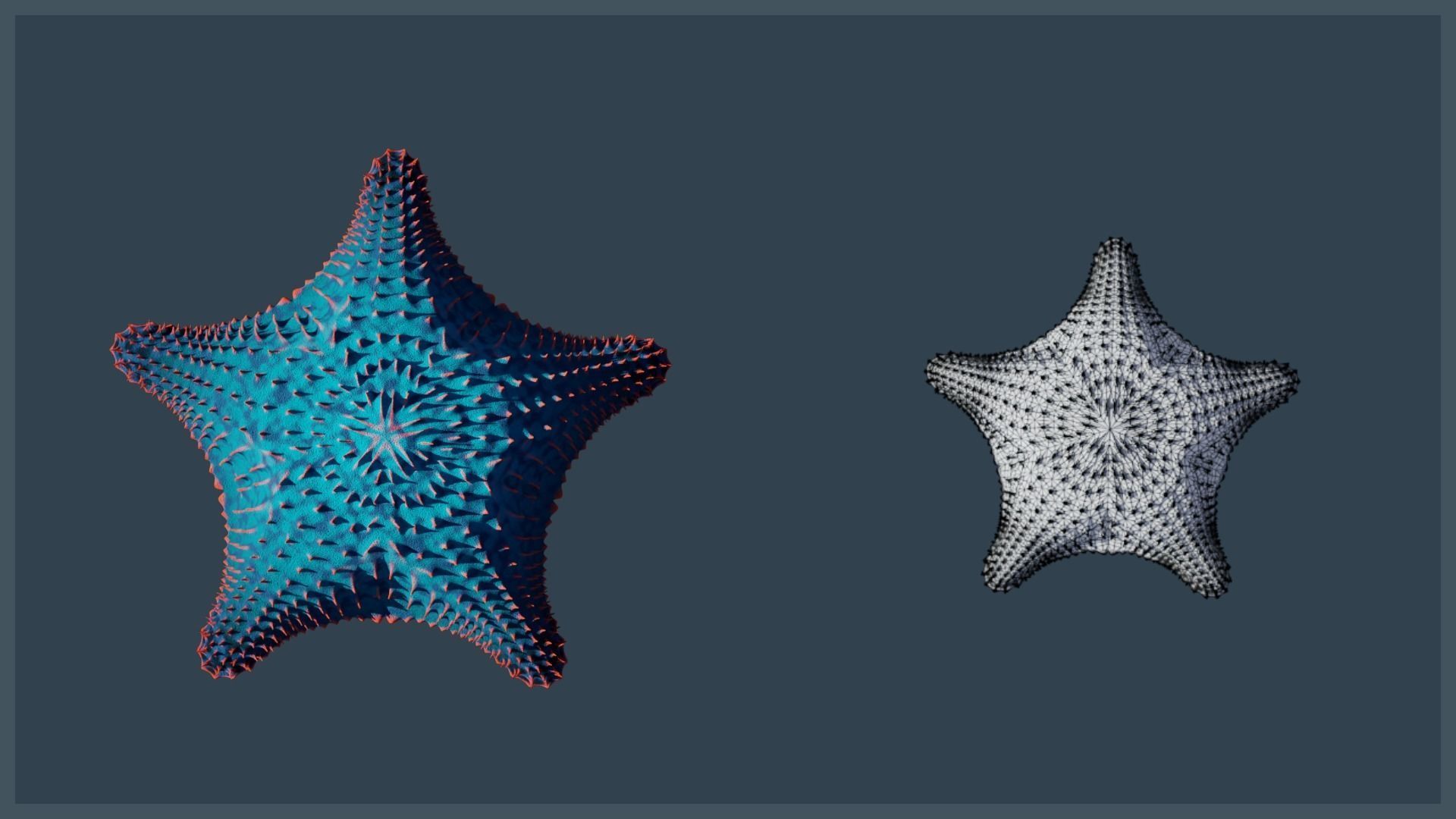Starfish Mega Pack Low-poly 3D model_22