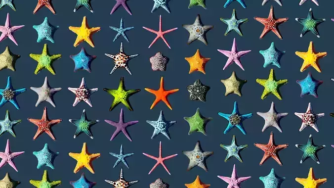 Starfish Mega Pack Low-poly 3D model