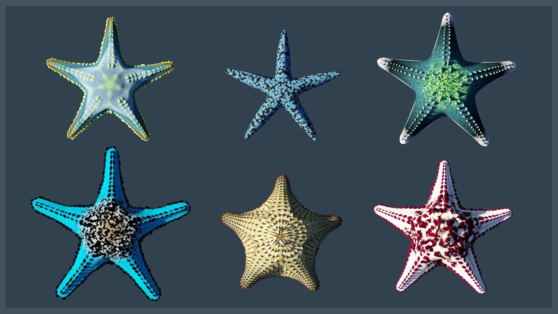 Starfish Mega Pack Low-poly 3D model_11