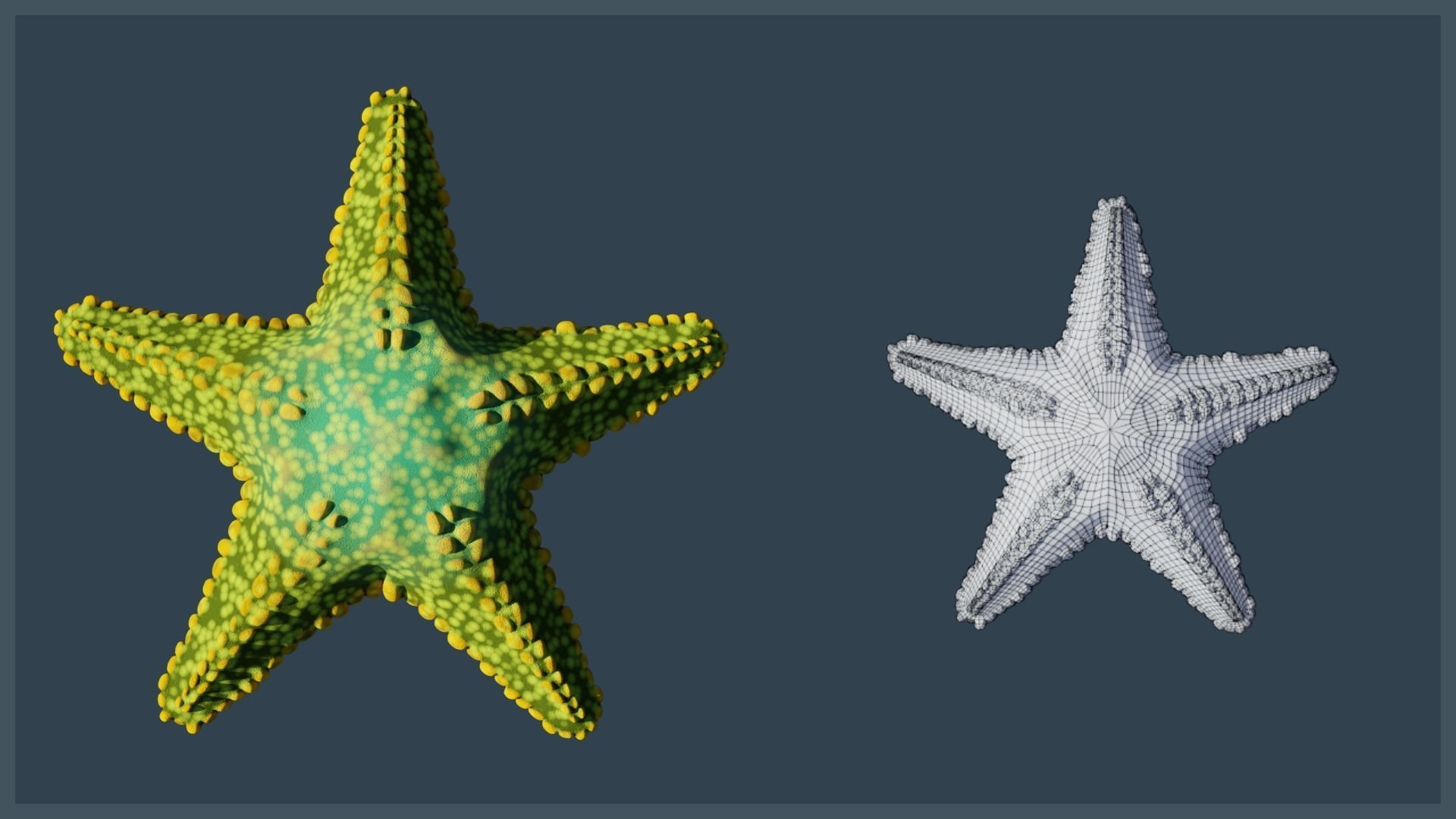 Starfish Mega Pack Low-poly 3D model_18