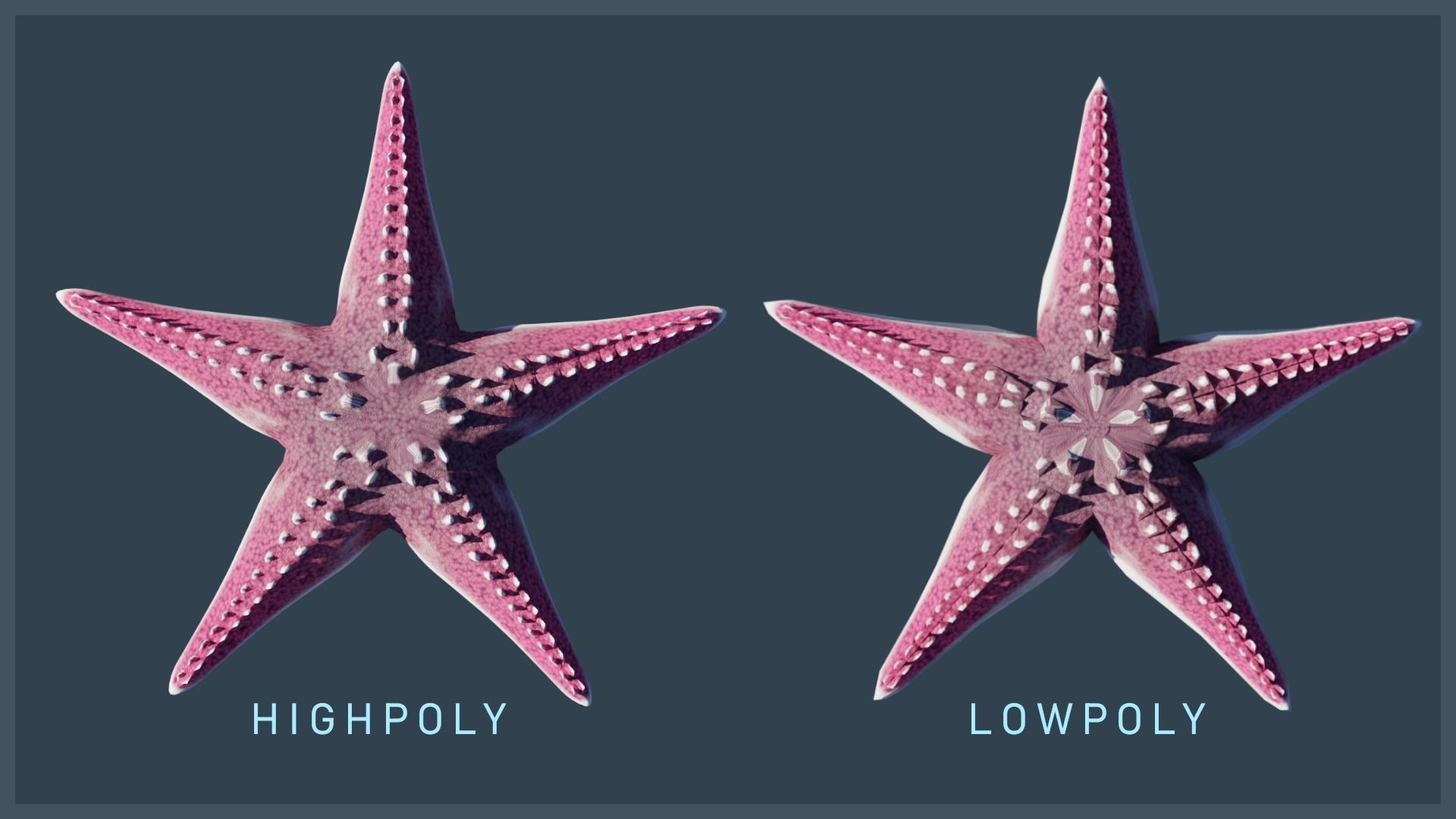 Starfish Mega Pack Low-poly 3D model_41