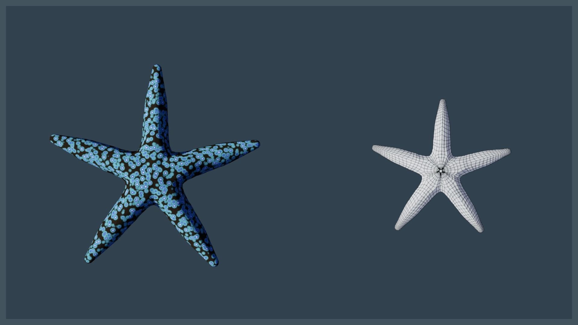 Starfish Mega Pack Low-poly 3D model_24