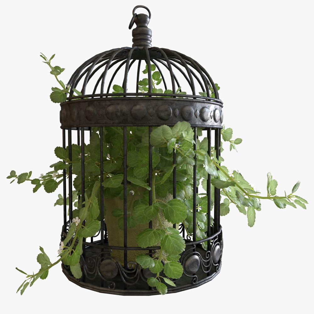 Ivy in a bird cage 3D model_5