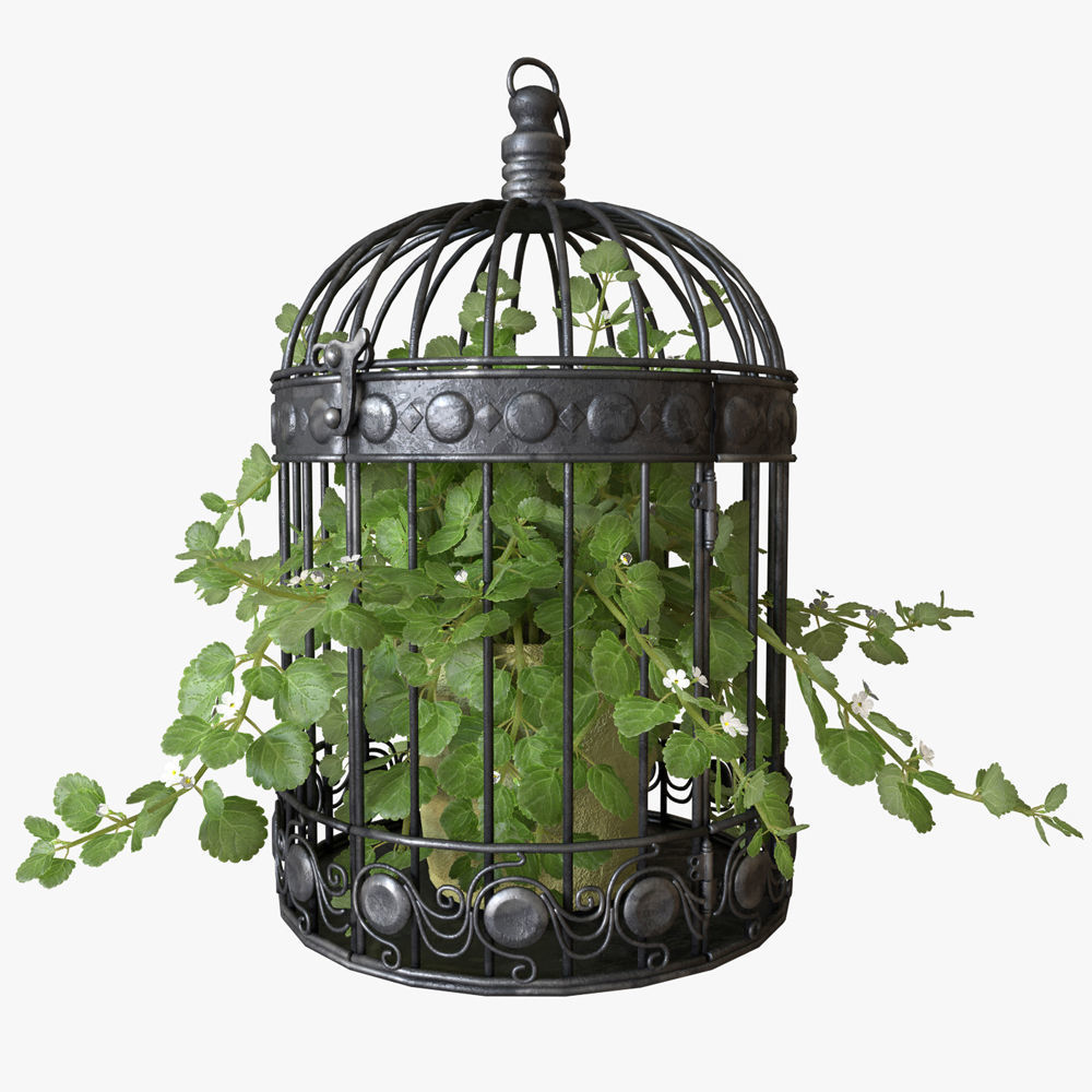 Ivy in a bird cage 3D model_4