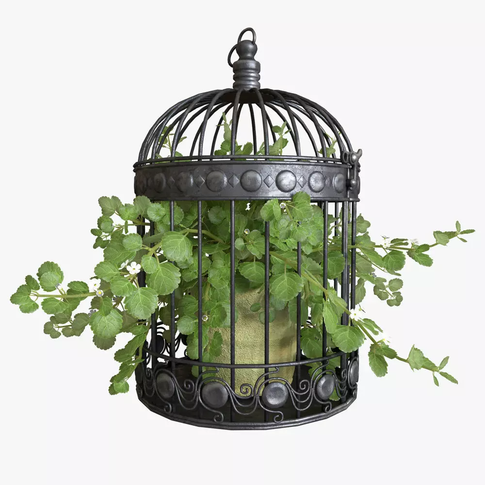 Ivy in a bird cage 3D model_0
