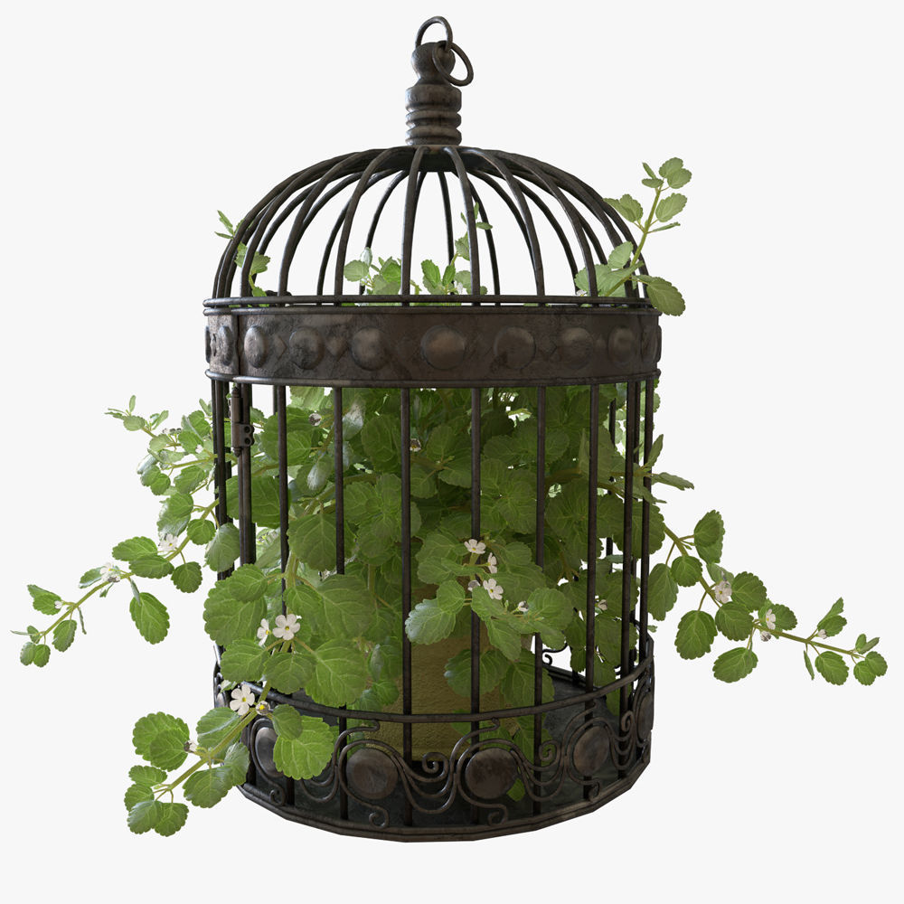Ivy in a bird cage 3D model_3