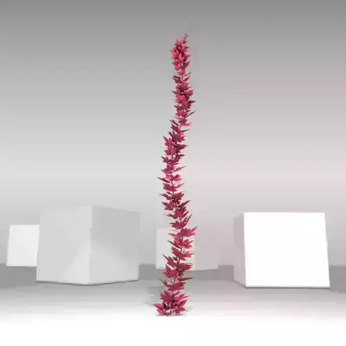 Wild Wine Vine - Parthenocissus - Autumn - Version 1