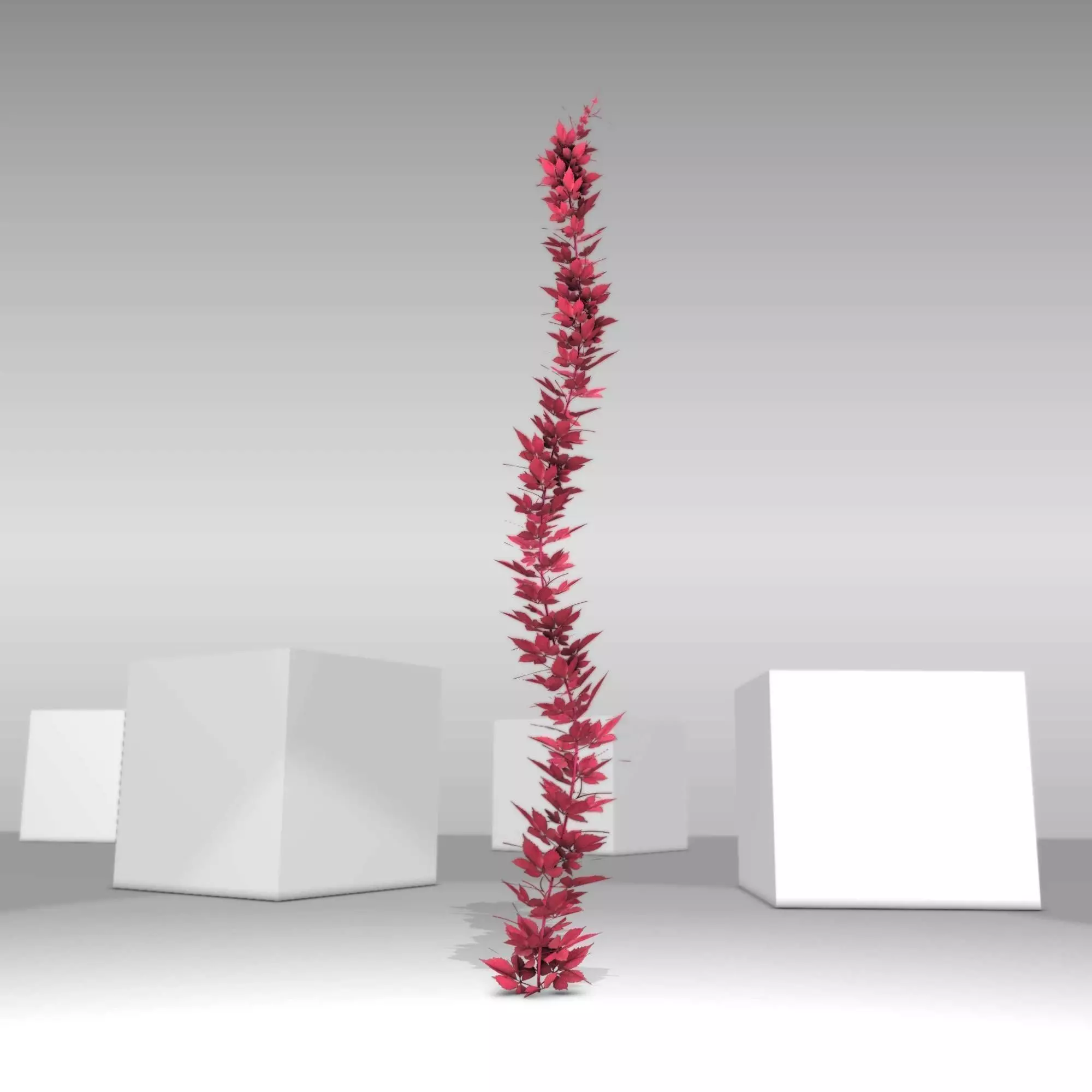 Wild Wine Vine - Parthenocissus - Autumn - Version 1 Low-poly 3D model
