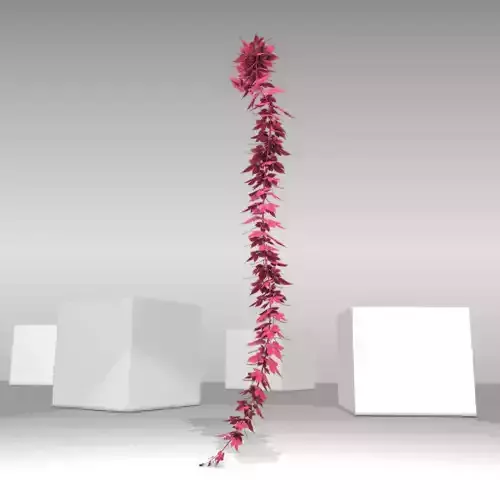 Wild Wine Vine - Parthenocissus - Autumn - Version 10