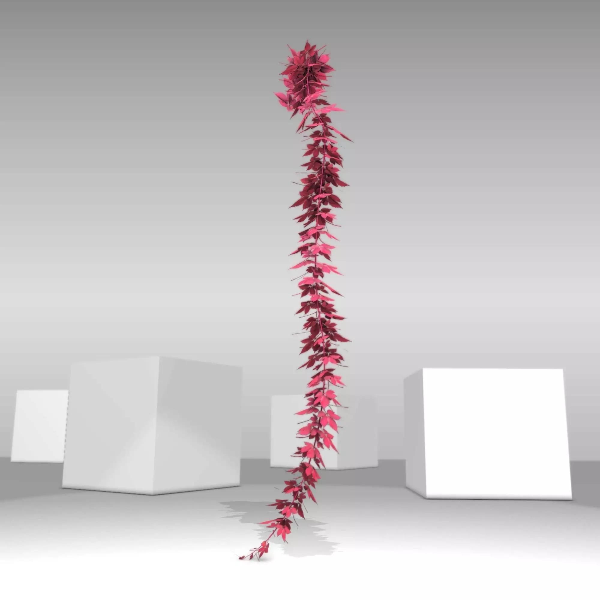 Wild Wine Vine - Parthenocissus - Autumn - Version 10 Low-poly 3D model
