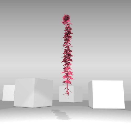 Wild Wine Vine - Parthenocissus - Autumn - Version 12 Low-poly 3D model