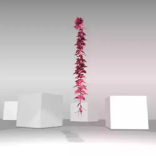 Wild Wine Vine - Parthenocissus - Autumn - Version 12