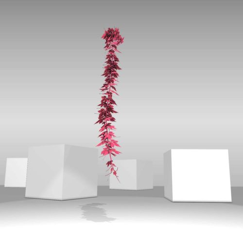 Wild Wine Vine - Parthenocissus - Autumn - Version 13 Low-poly 3D model