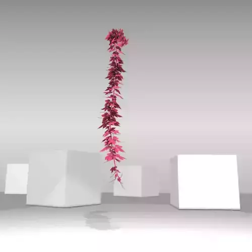 Wild Wine Vine - Parthenocissus - Autumn - Version 13