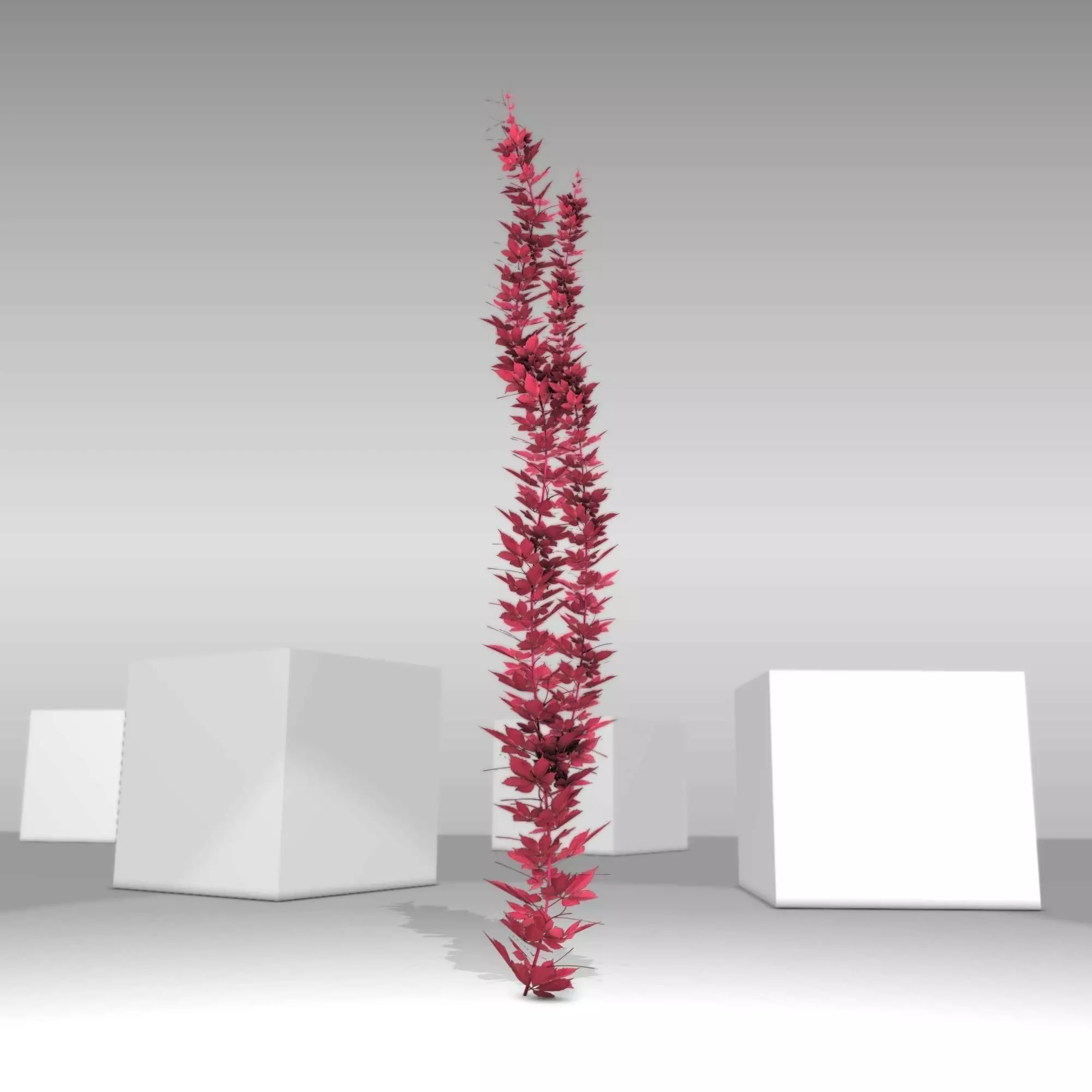 Wild Wine Vine - Parthenocissus - Autumn - Version 2 Low-poly 3D model