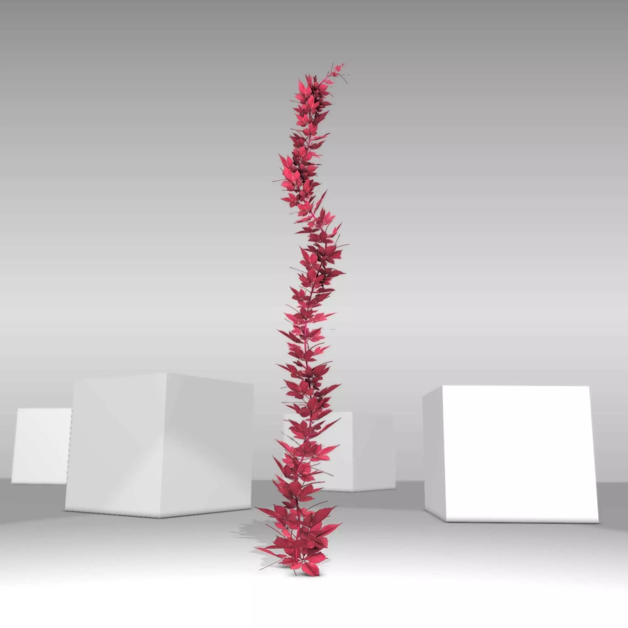 Wild Wine Vine - Parthenocissus - Autumn - Version 4 Low-poly 3D model