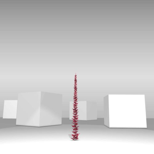 Wild Wine Vine - Parthenocissus - Autumn - Version 5 Low-poly 3D model