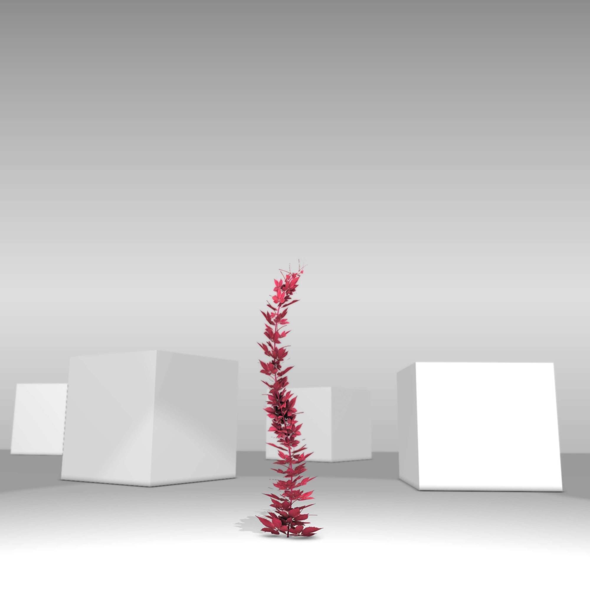 Wild Wine Vine - Parthenocissus - Autumn - Version 7 Low-poly 3D model_28