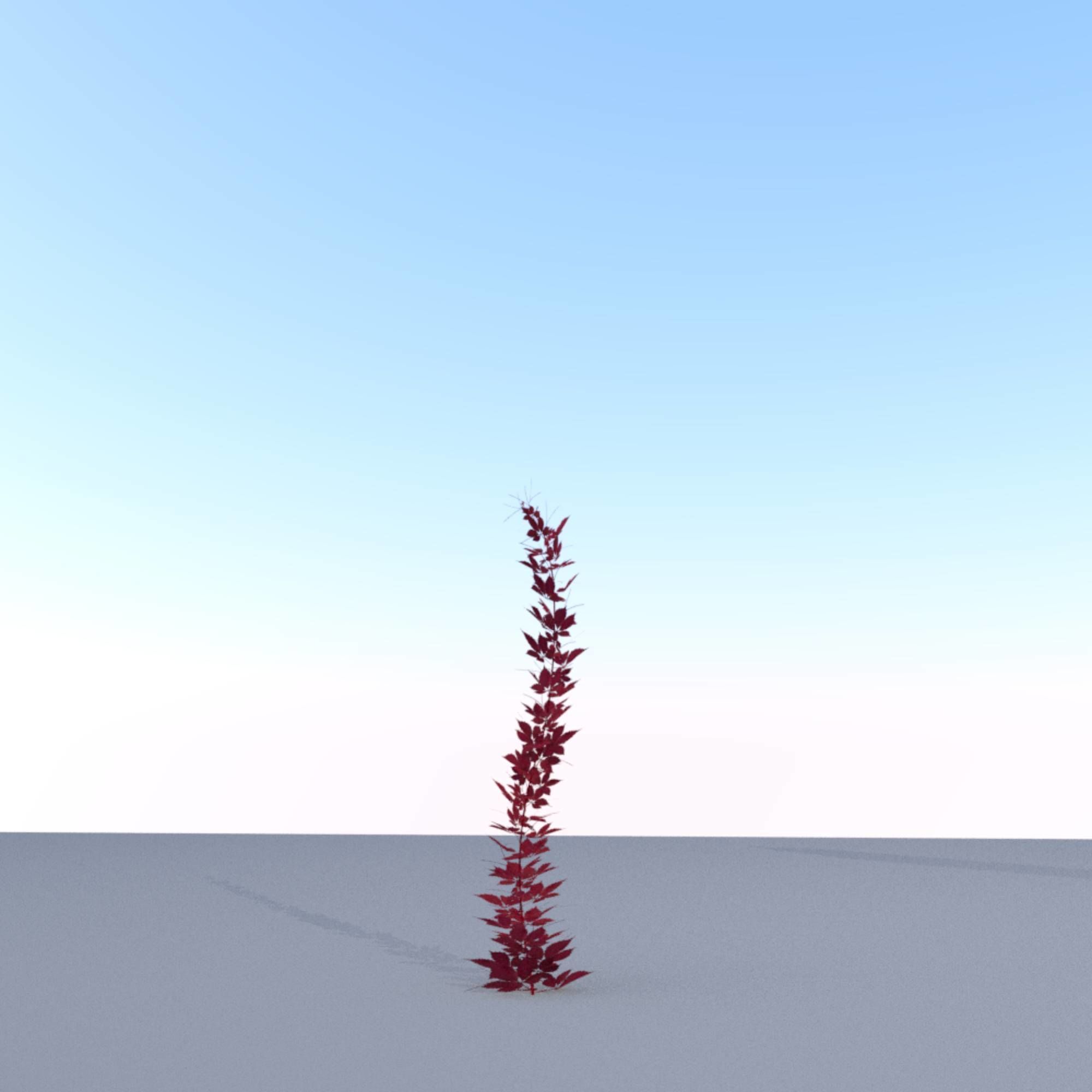 Wild Wine Vine - Parthenocissus - Autumn - Version 7 Low-poly 3D model_24