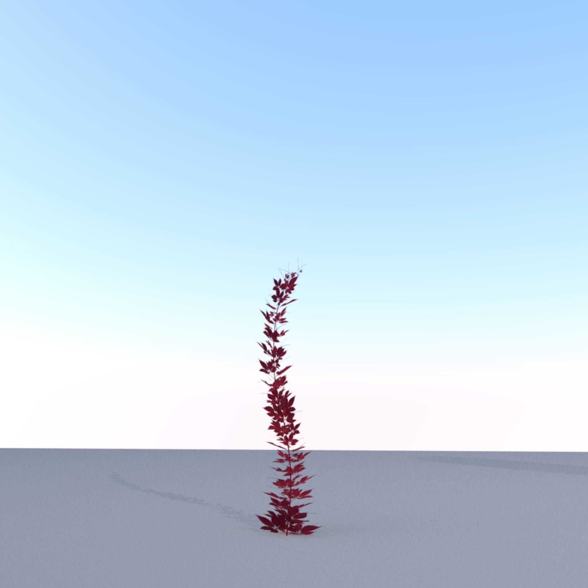 Wild Wine Vine - Parthenocissus - Autumn - Version 7 Low-poly 3D model_23