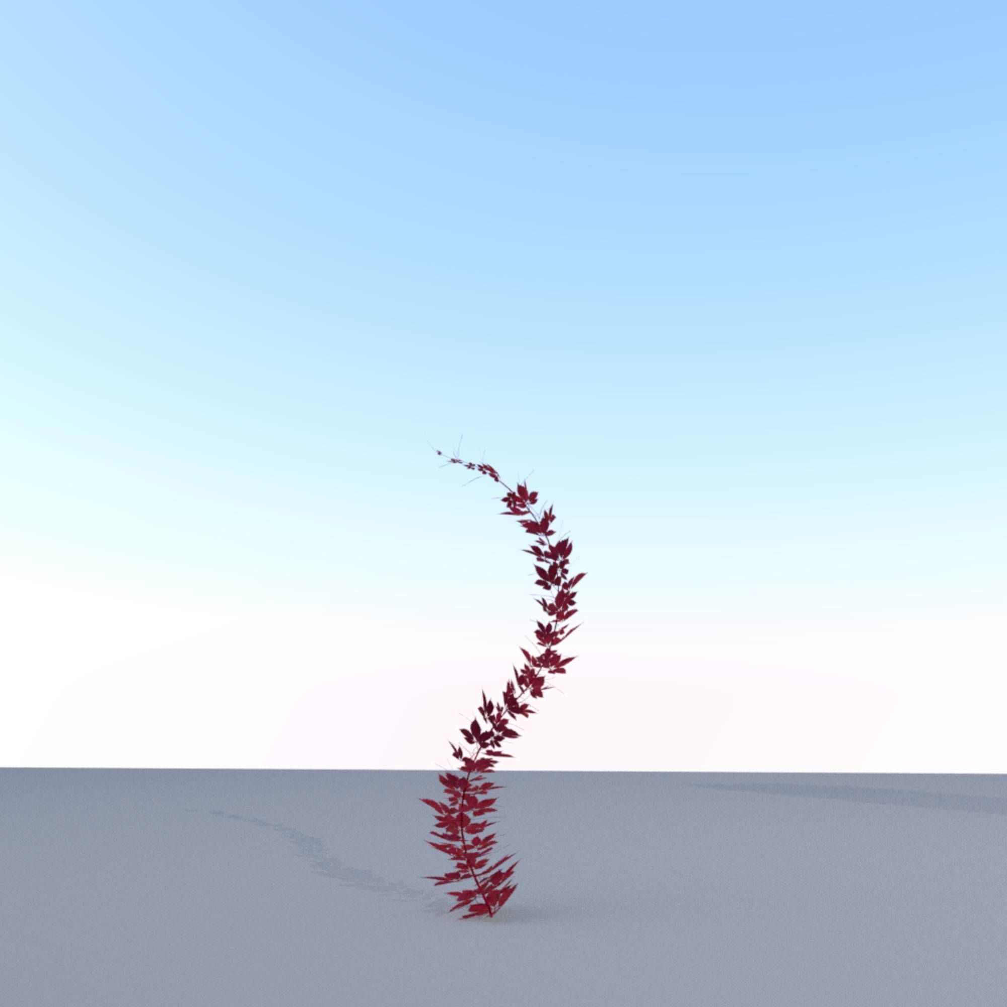 Wild Wine Vine - Parthenocissus - Autumn - Version 7 Low-poly 3D model_2