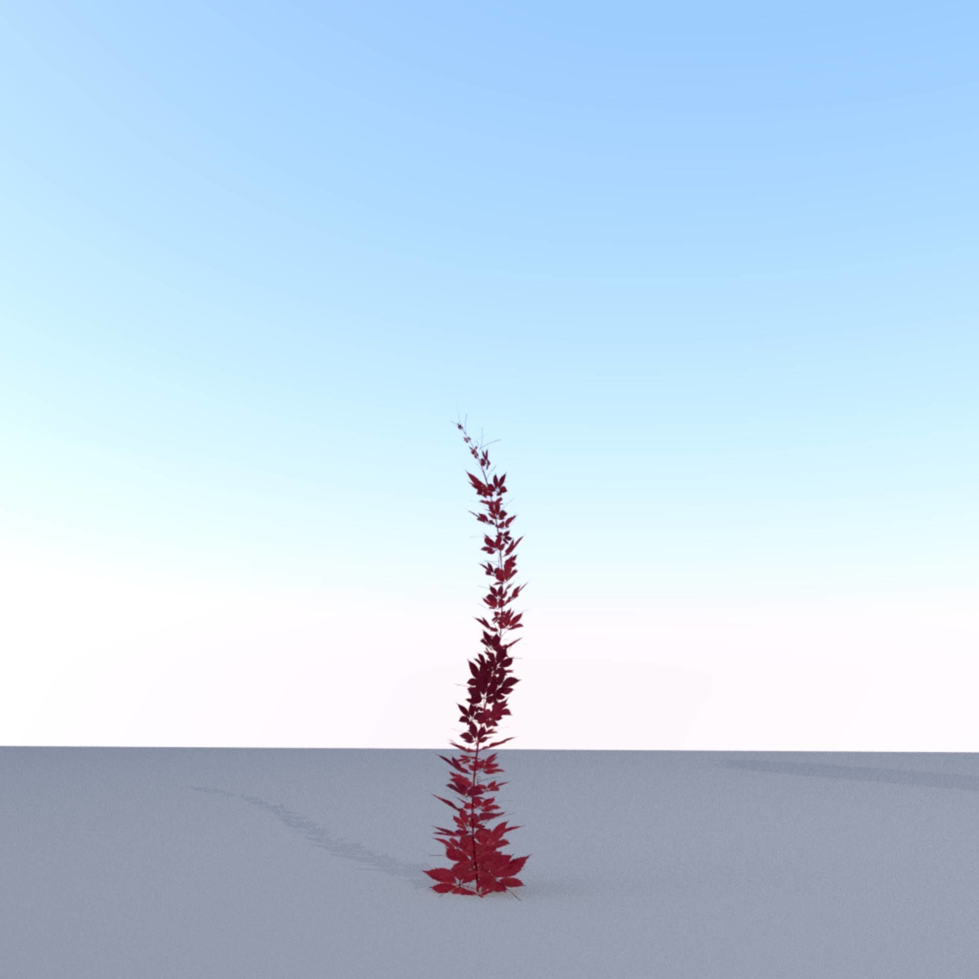 Wild Wine Vine - Parthenocissus - Autumn - Version 7 Low-poly 3D model_8